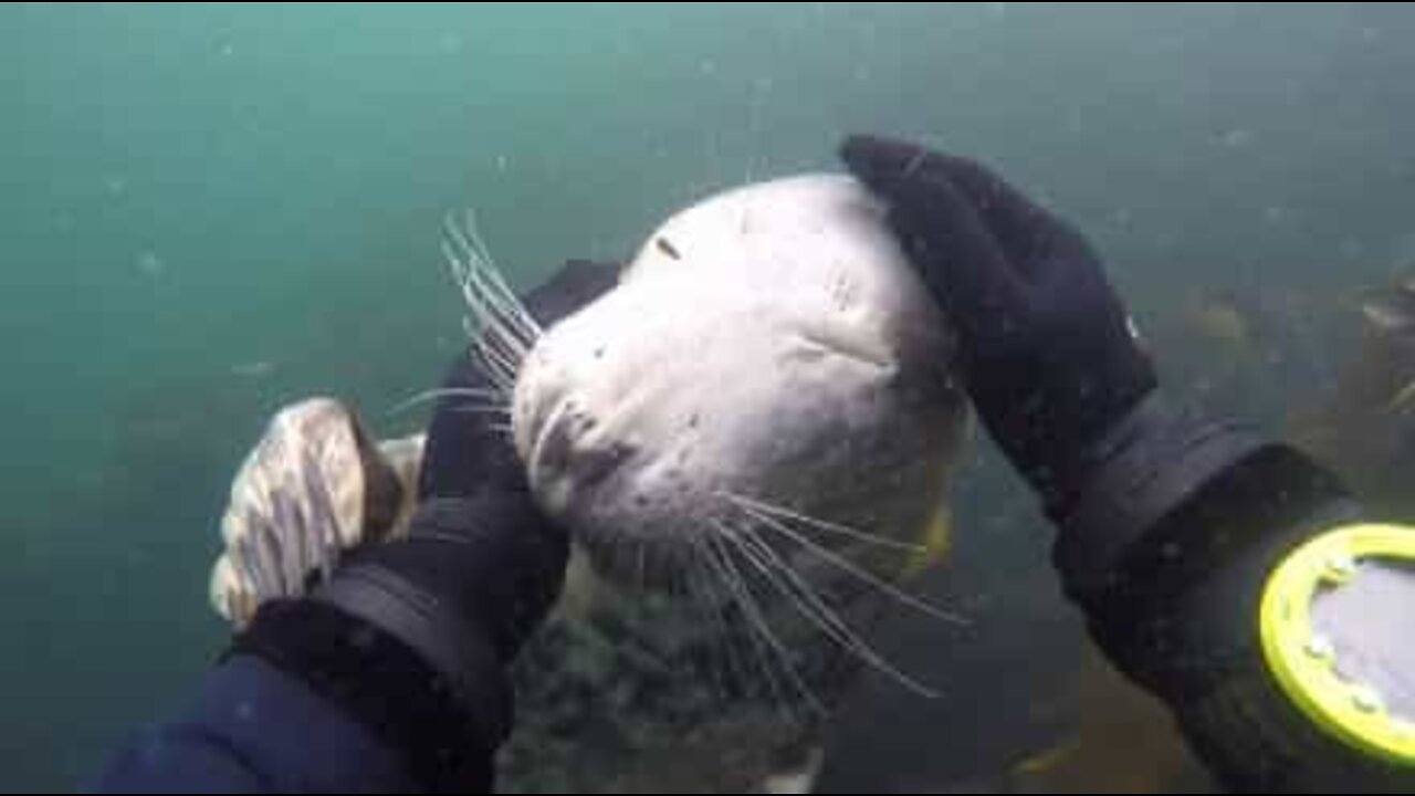 Seals are divers' best friends