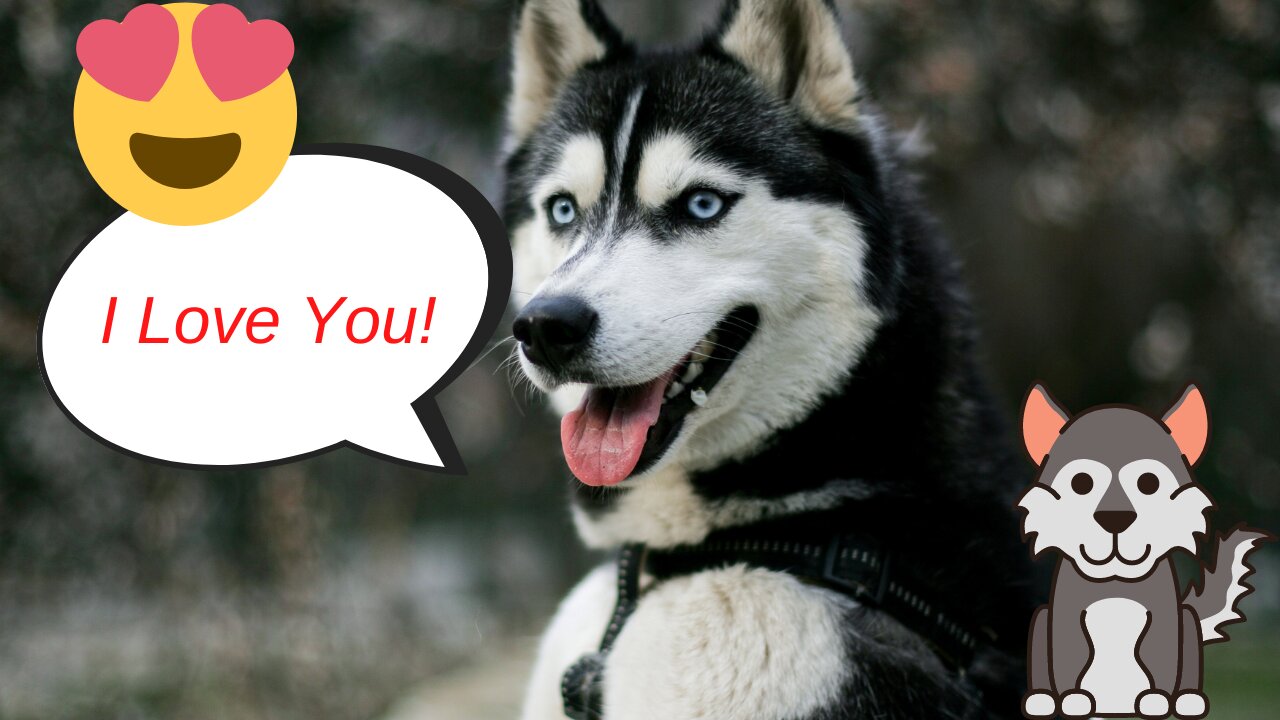 Husky says I love you! 🐶 To his hooman 🥰