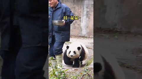 Grandpa Tan looked at Hua Hua and smiled too happily