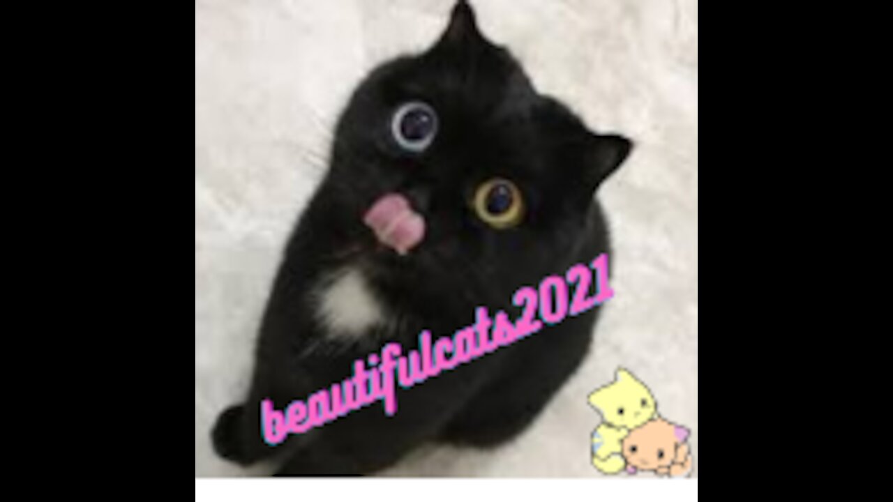 the prince of black cats, the most beautiful and fluffy in the world