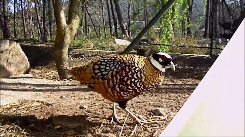 Wading Birds and Beautiful Golden Pheasants