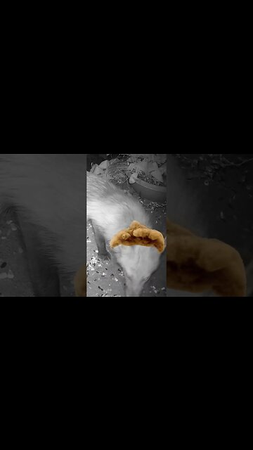 Something Creepy Visits! 😬