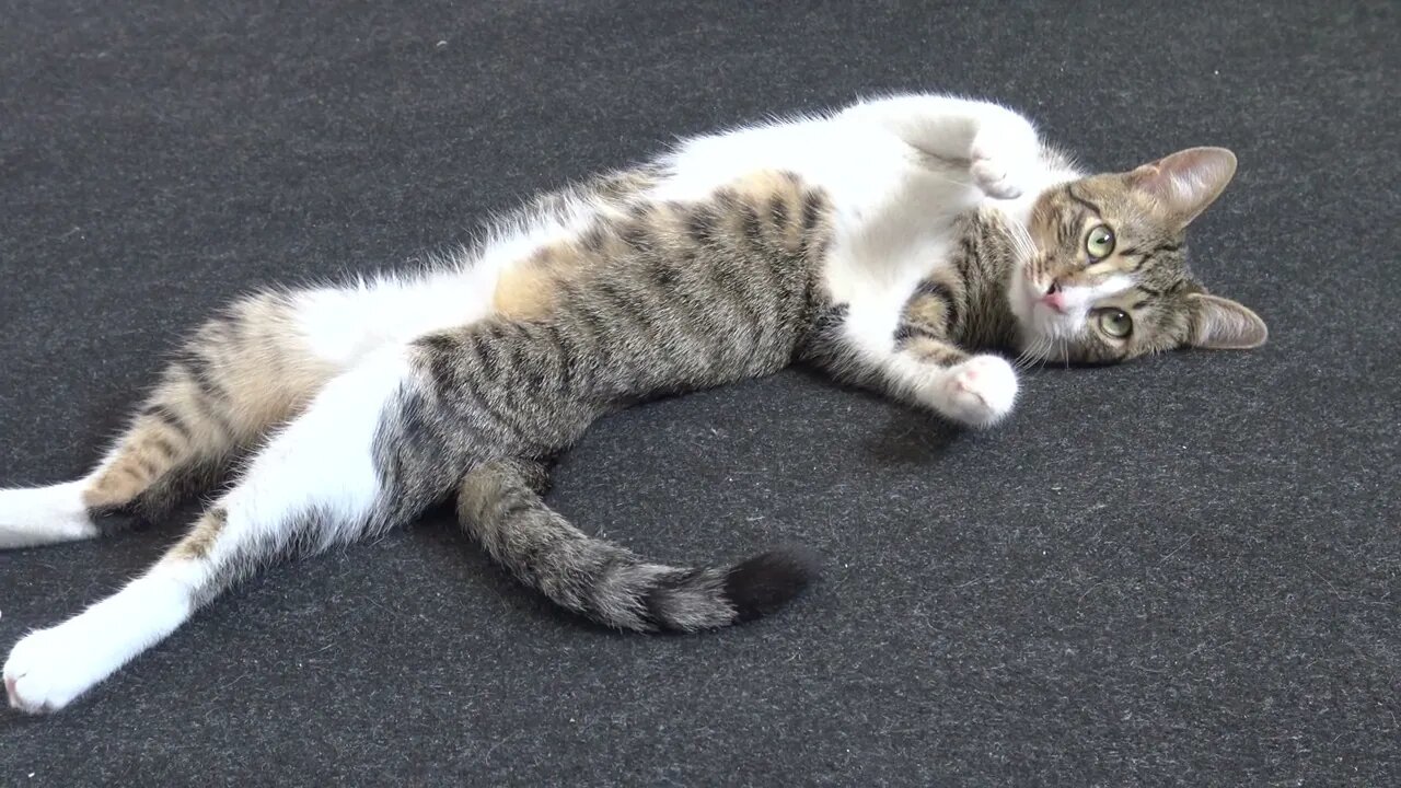 Kitty, Why Do U Sleep on Your Back?