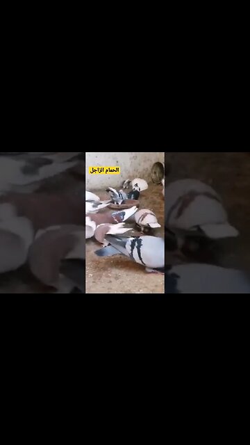 تربية الحمام الزاجل كيوت روعة