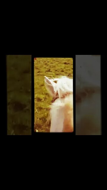 Chancho jabalí arreando ganado 2 (Uruguay)