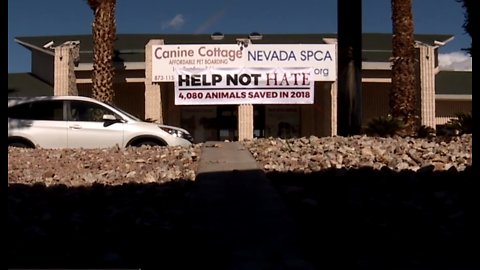 Nevada SPCA under investigation by Nevada Attorney General