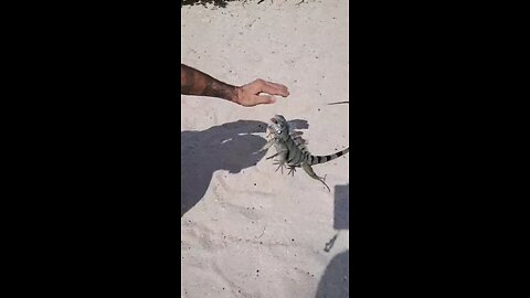 Iguana wants to bite my finger off