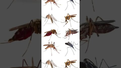 E Se Matássemos Todos Os Mosquitos?