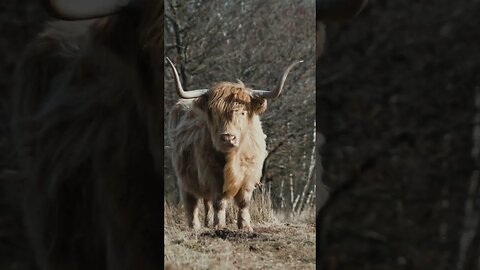 The highland cow Scotland #shorts #relaxingmusic #nature