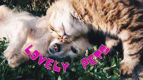 Lovely pets