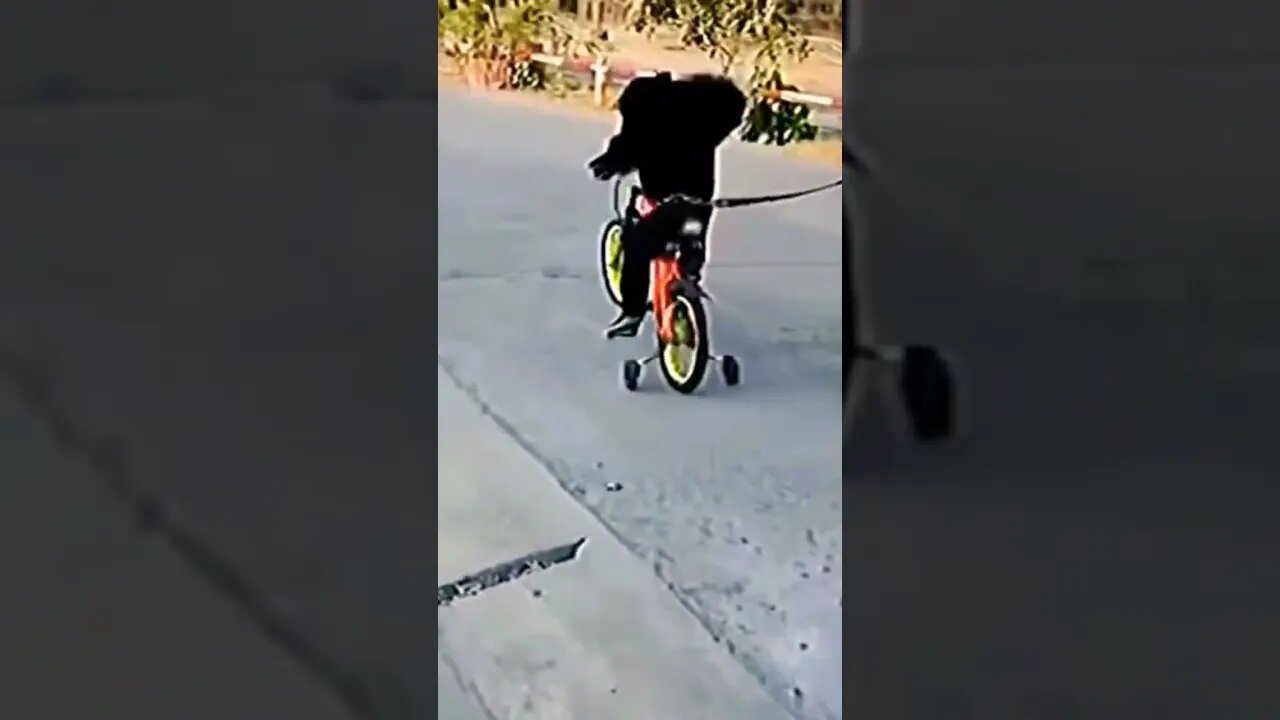 Amazing This Chimp learns extreme bike🚲😂 #shorts #funny