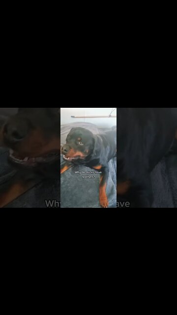 Who Said Rottweilers Don't Have A Sense Of Humour 😅 #Shorts #rottweiler #dogs