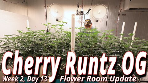 Cherry Runtz OG Week 2: Spider Farmer SE7000 Flower Room Update