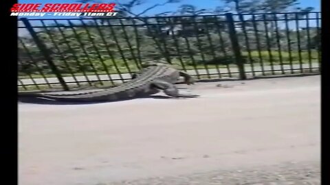 Gator DESTROYS Fence with its Face