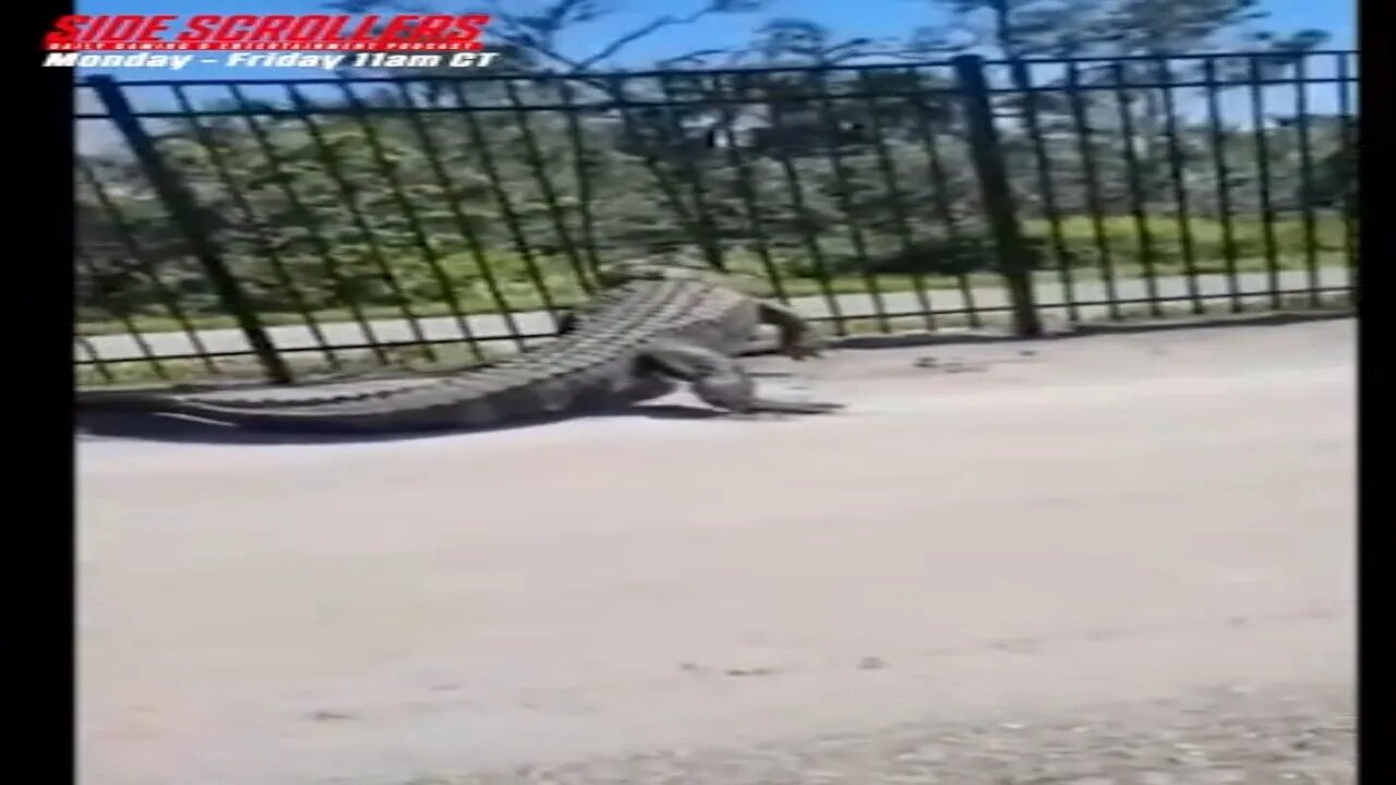Gator DESTROYS Fence with its Face