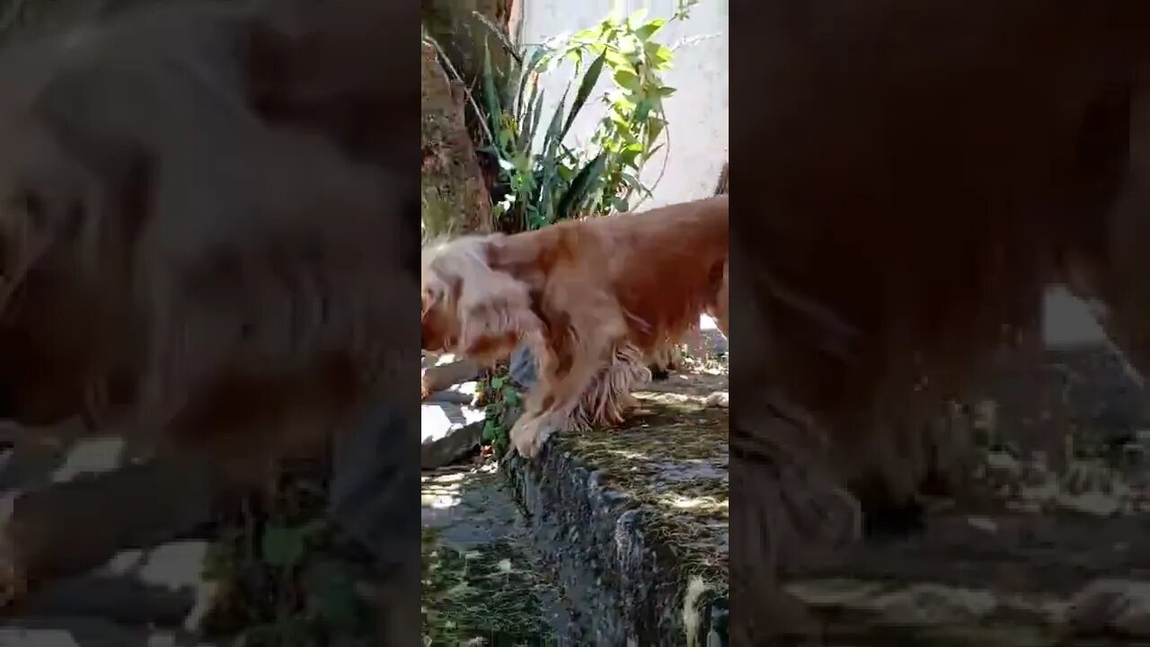 dogshow golden, shorts