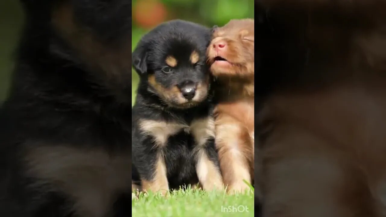 Cutest dog expression. Puppies video #Shorts