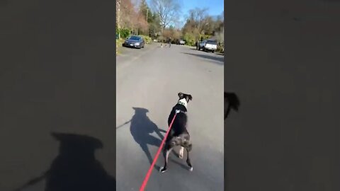 Boxer dog finds his BEST FRIEND ON THE STREETS