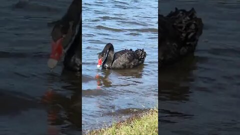 Australian Black Swan @ Manly Dam NSW