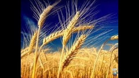 SIAMO GRANO?... IL GRANELLO È MORTO? CHE FRUTTO PORTA? 15-01-2020. ELISEO BONANNO.