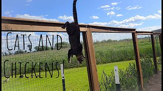 Fearful Cat Purposely Jumps Into The Chicken Yard - Chickens React