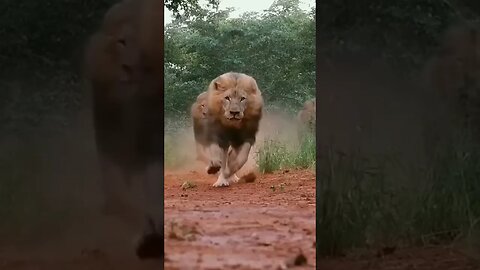 لما تكون ناوى تصور الطبيعة والشجر