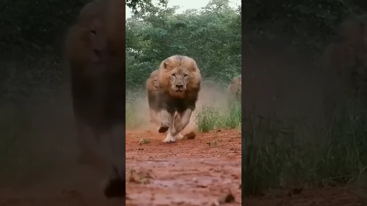 لما تكون ناوى تصور الطبيعة والشجر