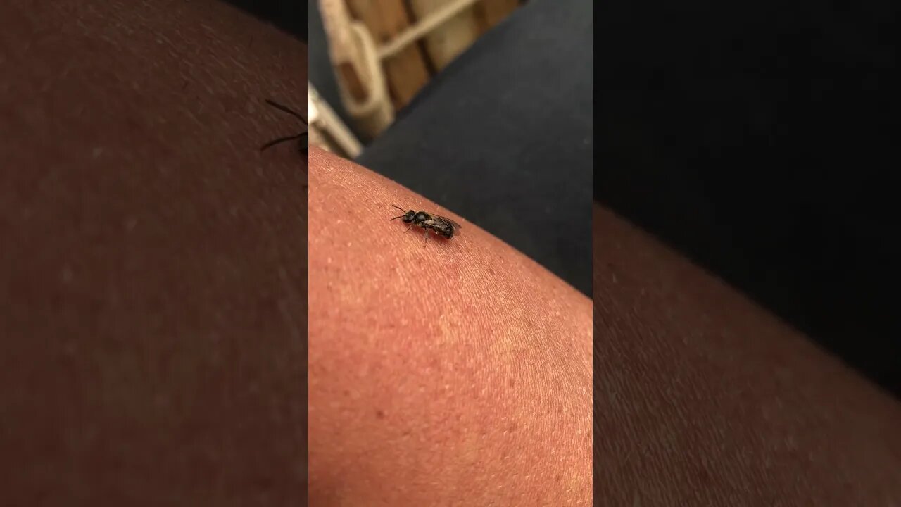 Baby Bee Take Off