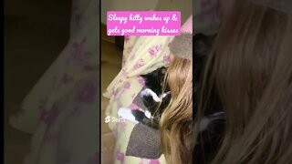 Cute Kitty #cat Loves 2 Be Gently Woken Up By Her #mommycat Kisses #shorts