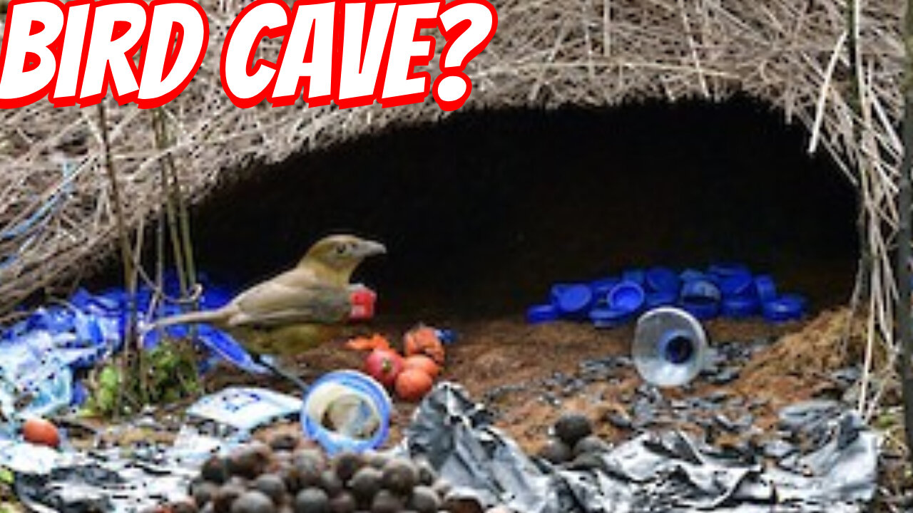 Bowerbirds' Love Decorating !