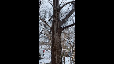 Water patterns on the tree