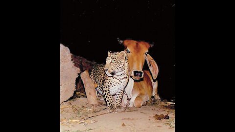 Farmer setup camera to know why a leopard visit his Cow at night...