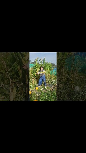 Allotment Update Oct 2023 - Think We Will Be Handing The Keys Back Giving Up - One Last Harvest