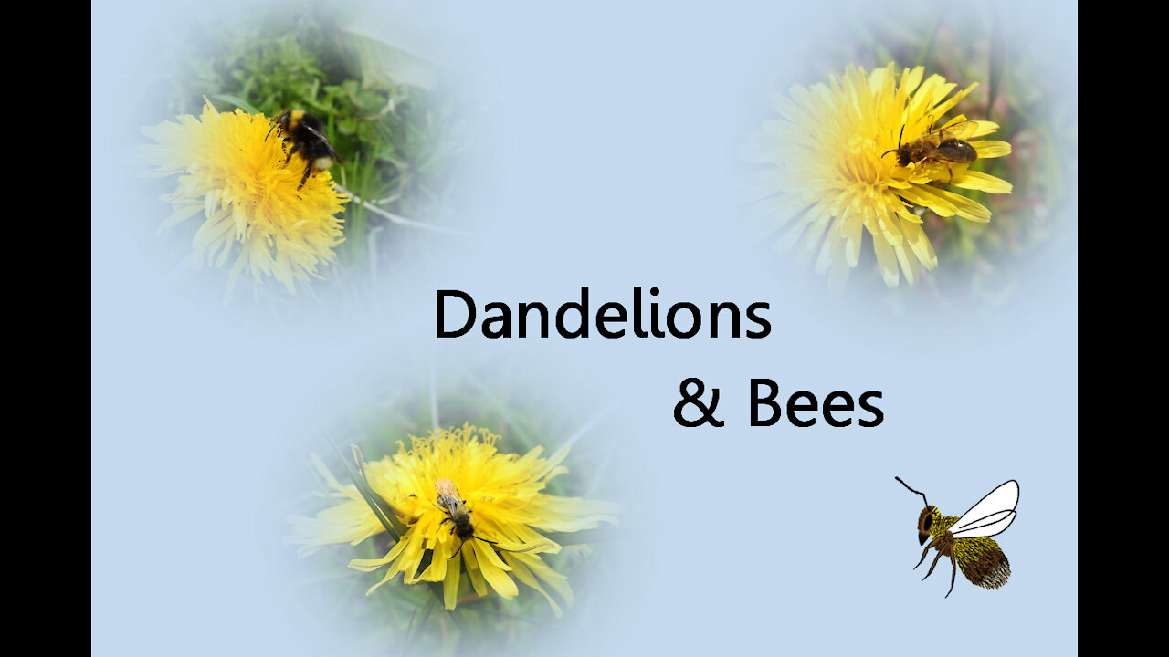 Dandelions and Bees