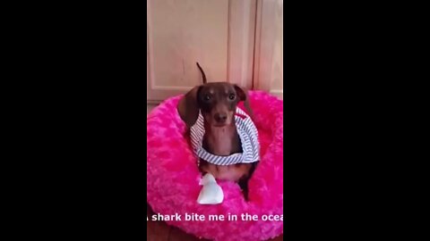 Funny dog video