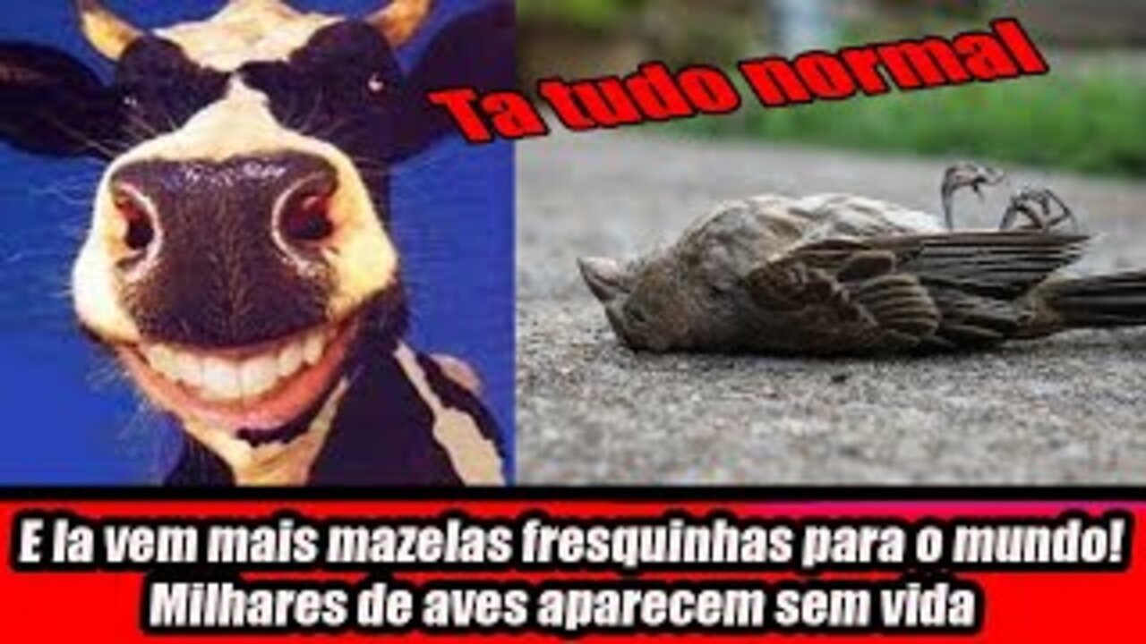 E la vem mais mazelas fresquinhas para o mundo! Milhares de aves aparecem sem vida