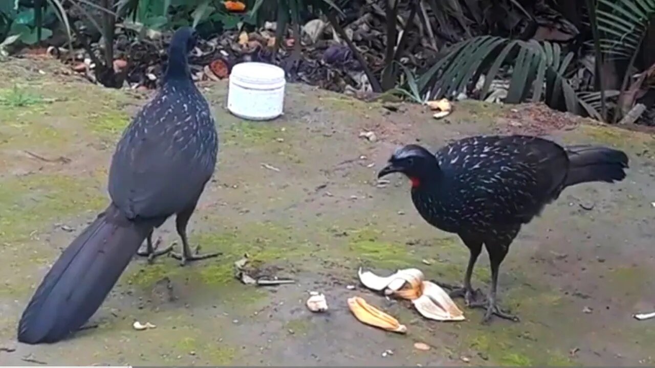Jacu em busca de comida Jacuaçu , jacuguaçu, guans