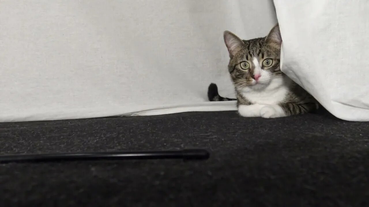 Sly Funny Cat Has a Human to Play with Him