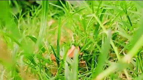 Natural Green Grass beautiful blackground video