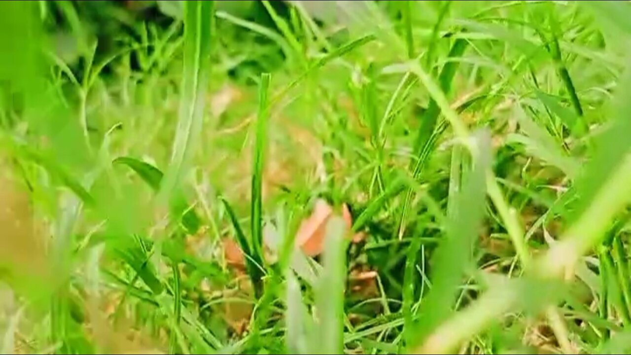 Natural Green Grass beautiful blackground video