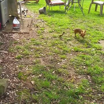 "Duckling Chases Chihuahua Who Doesn't Wanna Be Bothered"