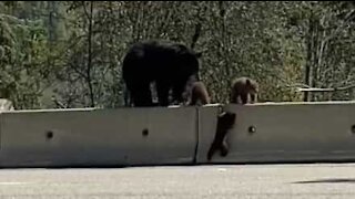 Urso bebé aprende a subir barreira para se reunir com família