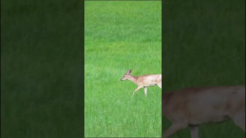 deer in the field