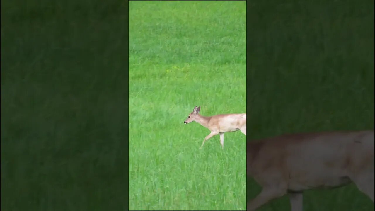 deer in the field