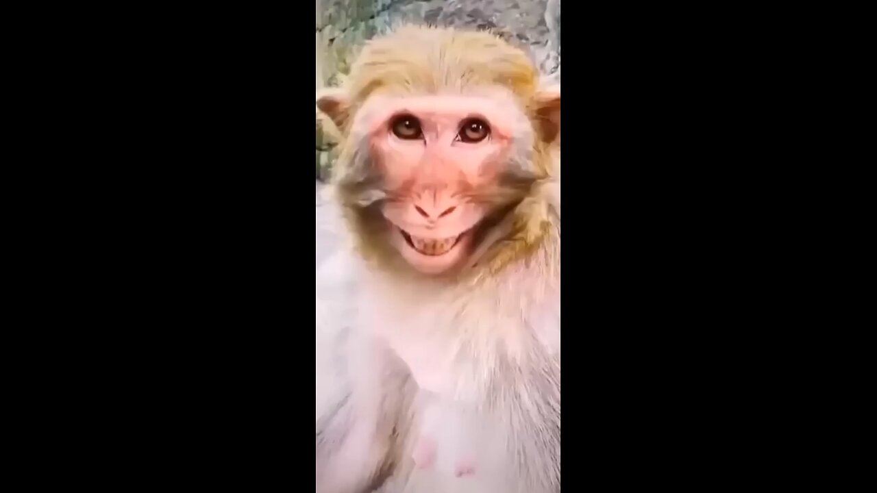 funny monkey video