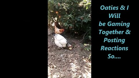 Hens Loving Apples In Summer (TikTok)