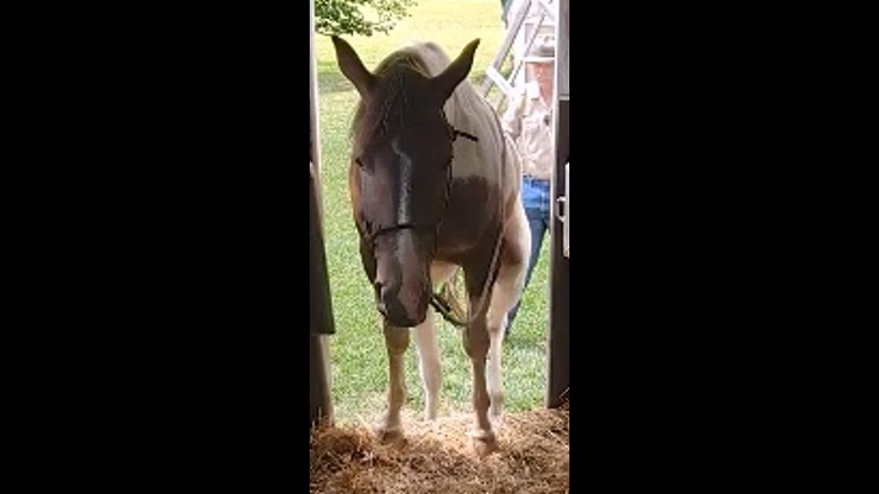 Oakley - test of trailer skills - 18 July 2024
