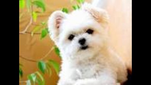 Funny dogs