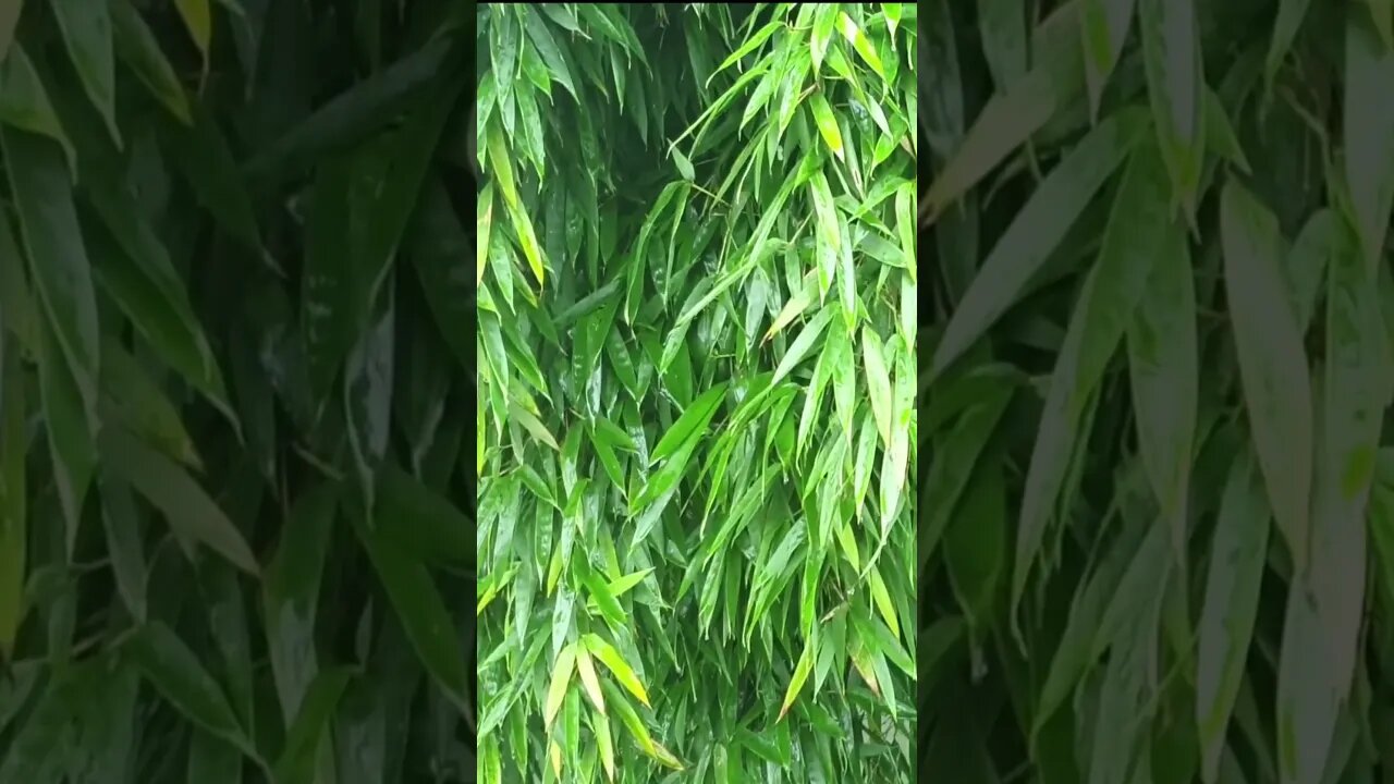 Forest Rain #rainsounds #rainsound #relaxation #insomniarelief