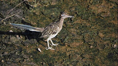 Greater Roadrunner Hunting